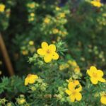why is my potentilla shrub dying
