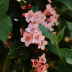 why is my weigela not blooming reasons and fixes