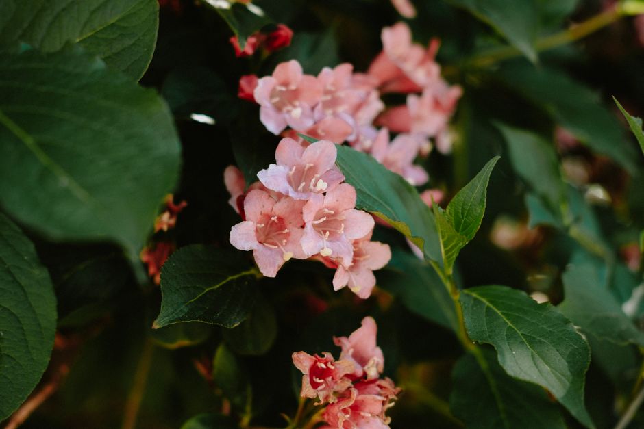 why is my weigela not blooming reasons and fixes