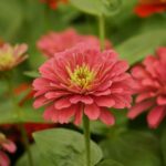why is my zinnia dying and how do i save it