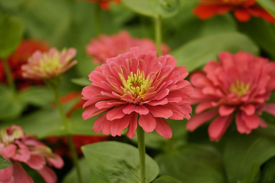 why is my zinnia dying and how do i save it